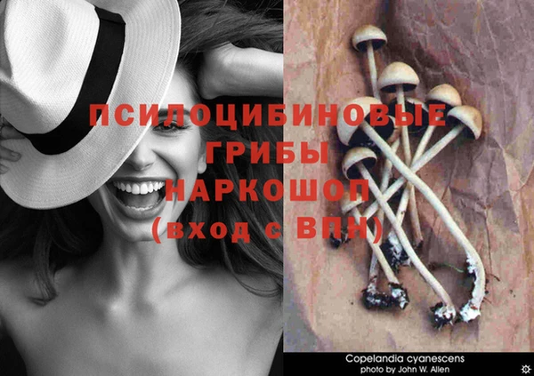 индика Богородицк